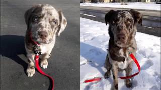 Aussiedor 8 Weeks to 1 Year [upl. by Soalokcin]