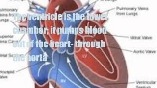 Circulatory System Song with Lyrics [upl. by Xer]