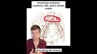 Insomniac anatomy academy 186 pelvic lymph nodes science anatomy lymphaticdrainage sciencefacts [upl. by Anos139]