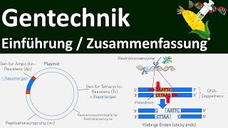 Gentechnik  Einführung  Zusammenfassung  Abitur Biologie Genetik Oberstufe  17 [upl. by Julie]