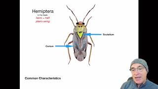 Introduction to the Order Hemiptera [upl. by Carolle]