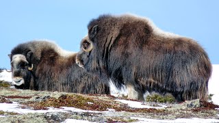 Buey almizclero muskox Ovibos moschatus en Noruega [upl. by Retnuh]