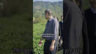 Organic Tea Garden of Keemun Black Tea 祁门红茶有机茶园 [upl. by Rahcir696]