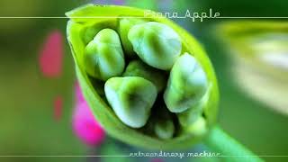 Fiona Apple  Extraordinary Machine Instrumental [upl. by Hayarahs]