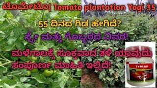 ಟೊಮೇಟೊ Tomato plantation Yogi 3555 ದಿನದ ಗಿಡ ಹೇಗಿದೆ ಸ್ಪ್ರೇ ಮತ್ತು ಗೊಬ್ಬರದ ವಿವರ [upl. by Gaby]