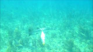 Barracuda attacks fish [upl. by Yenahteb]