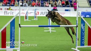 FCI Agility World Championship 2023 [upl. by Aniryt]