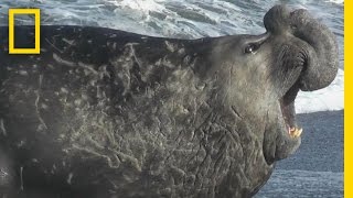 Elephant Seal on the Loose  Do or Die [upl. by Raines]