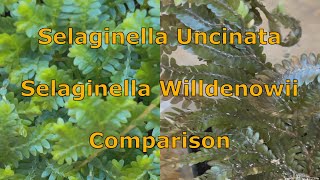 Selaginella Uncinata And Willdenowii Side By Side Comparison [upl. by Nashoma]