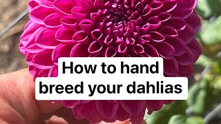 Easy Dahlia Breeding How To [upl. by Shaff]