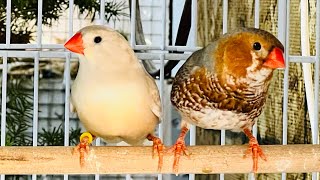 Breeding Zebra Finches choosing the right nesting materials [upl. by Eniamrehs]