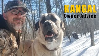 Kangal Advice That Will Keep You Out Of Trouble  Turkish Kangal Dog  Ash The Kangal [upl. by Katie]