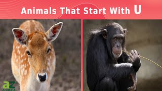 Animals That Start With The Letter U Listed With Facts [upl. by Leahkim17]