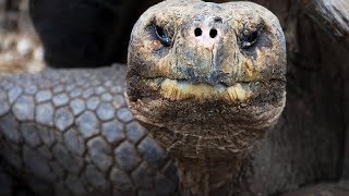 4 Meter und 125 Tonnen Schildkröte der Superlative entdeckt [upl. by Cheria]