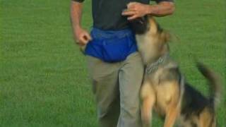 Schutzhund with Gottfried Dildei Basic Obedience Deutsch [upl. by Aicirtan]