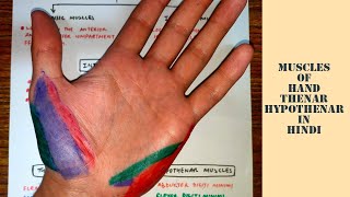 Muscles of hand  Thenar  Hypothenar  med tutorials [upl. by Nomolas671]