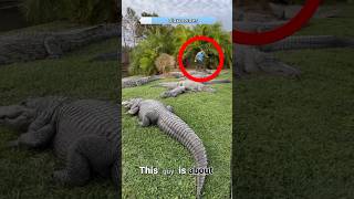 Crocodiles attack man crocodile animals [upl. by Asselam3]