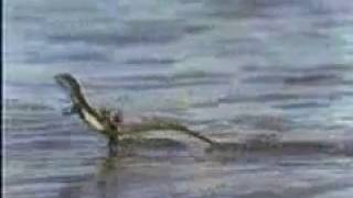 Jesus lizard running on water [upl. by Ylle574]