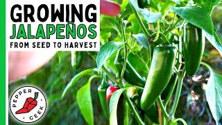 How To Grow Jalapeño Peppers For Beginners From Seed To Harvest  Pepper Geek [upl. by Eiral]