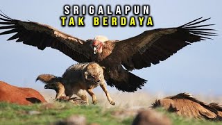 Target Pasti Tak Berkutik Beginilah Cara Burung Elang Berburu Mangsanya [upl. by Ahtabbat]