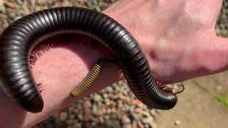 African Giant Millipede Archispirostreptus [upl. by Nanyt570]