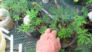 Mimosa strigillosa Propagation Method [upl. by Earahc]