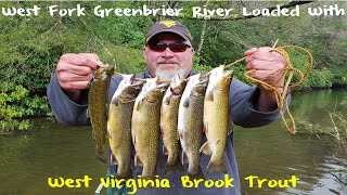 Trout Fishing West Virginias West Fork Greenbrier River [upl. by Glynias]