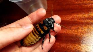 Madagascar hissing cockroach  hiss [upl. by Hashim371]