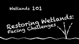 Wetlands 101  Restoring Wetlands Part 1 Facing Challenges [upl. by Siulegroj504]