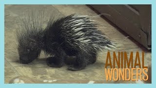 Baby Porcupine [upl. by Landing867]