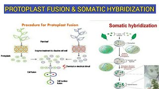 Protoplast Culture and Somatic Hybridization  Procedure and significance [upl. by Noxaj]