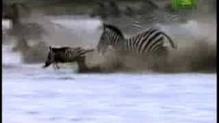 Killer Clips Lion Attacks Zebra [upl. by Assilym]