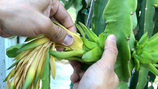 How to Remove Flower From Dragon Fruit [upl. by Monahan]