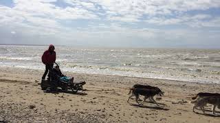 Des baptêmes en chiens de traîneau dans la Baie du MontSaintMichel [upl. by Ayhdiv]