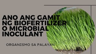 ANO ANG BIOFERTILIZER O MICROBIAL INOCULANT [upl. by Redyr]