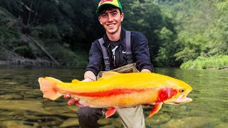 Best LURES and TACTICS to Catch The Biggest Trout  PA Trout Fishing Secrets Revealed Big Palomino [upl. by Ellehcram]