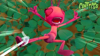 Midnight Manic  Antiks 🐜  Funny Cartoons for Kids [upl. by Aelgna]