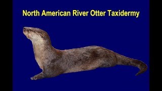 North American River Otter Taxidermy  Skinning Part 1 [upl. by Barabas]