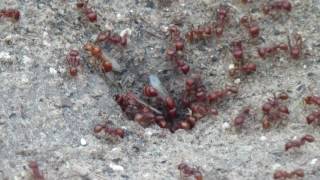 Red Harvester Ant Colony [upl. by Sahc]