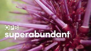 Purple sea urchins delicious explosion Superabundant S1 E2 [upl. by Lashond]