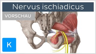 Nervus ischiadicus Verlauf und Funktion Vorschau  Anatomie des Menschen  Kenhub [upl. by Heiney268]