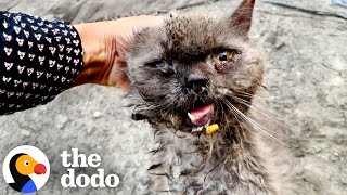 Sweetest Stray Cat Gets A New Lease On Life  The Dodo [upl. by Oniluap]