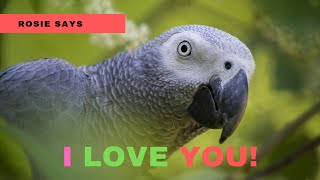 African Grey Parrot Talking  African Grey Talking And Doing Sound Effects [upl. by Elin]