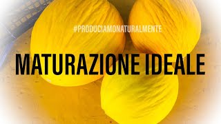 Maturazione Ideale Frutti Melone Giallo [upl. by Quirita]