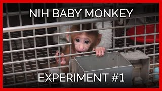 Human Intruder Tests  NIH Baby Monkey Experiment 1 [upl. by Gayla]