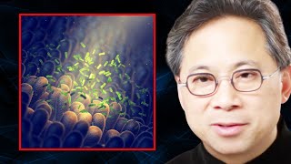 The TOP FOODS to Support a Healthy MICROBIOME  Dr William Li [upl. by Enyrehtak]