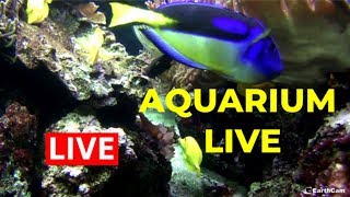 Live Aquarium Cam  Pacific Coral Reef [upl. by Ardnik]