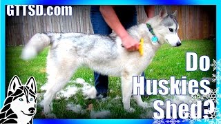 How much do Huskies SHED  FURminator Siberian Husky [upl. by Bergstrom]