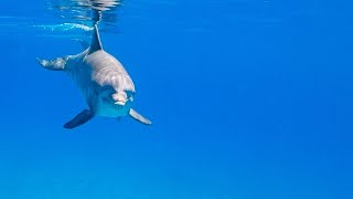 Bottlenose Dolphins in the Wild with original sounds [upl. by Eizeerb263]