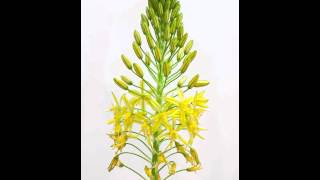 Bulbine frutescens [upl. by Odarnoc]